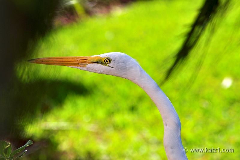 Flamingo 4